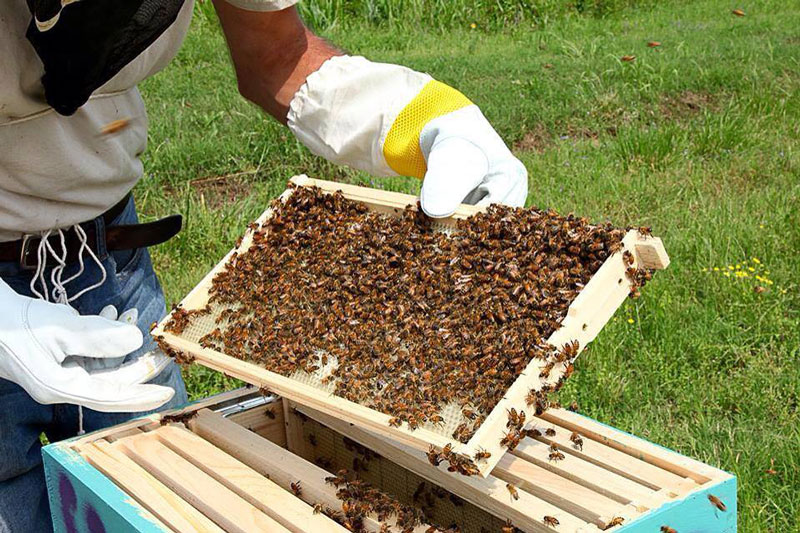 Honey Processing Equipment